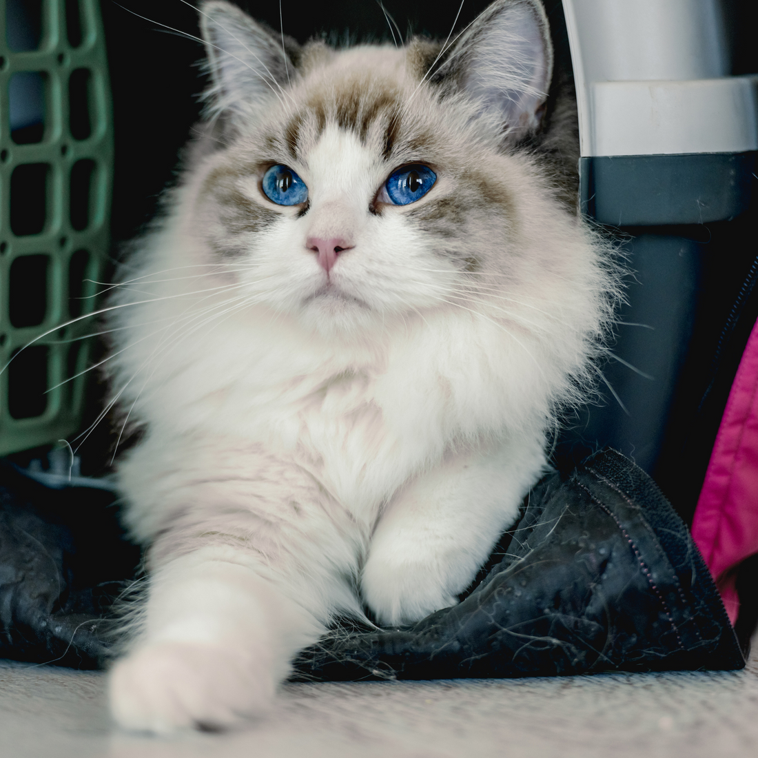 CBD for Cats: A Natural Path to Balance