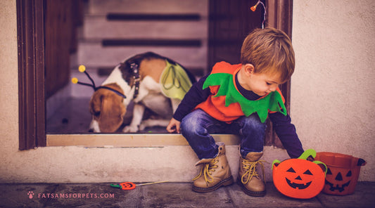🎃 Halloween & Your Dog: How to Prepare for Stress, Noise, and Overstimulation