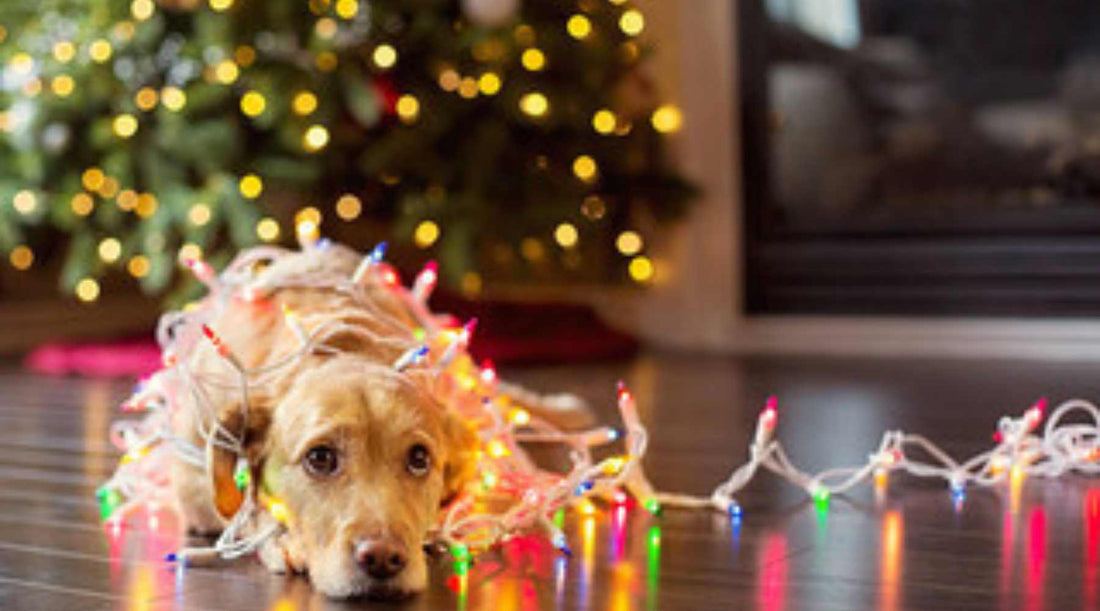 Soothing Holiday Stress for Your Dog: A Pet Parent’s Guide to Calm