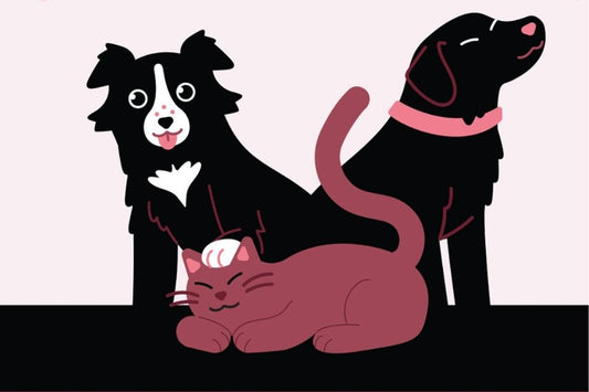 How Can CBD Help Your Pets Live Their Best Lives?